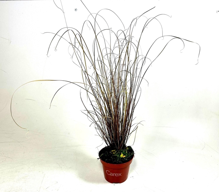 <h4>Carex buchananii p10,5</h4>