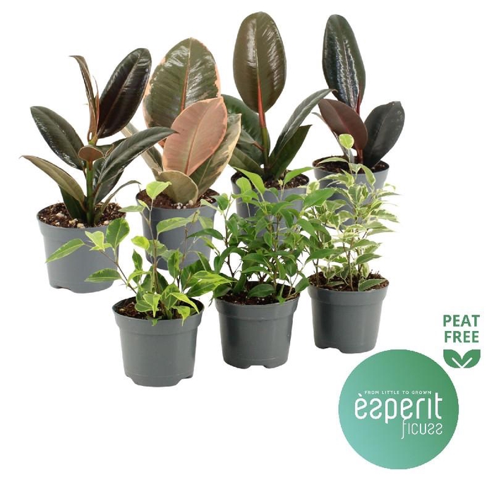 <h4>Ficus overig gemengd P9 Mix</h4>
