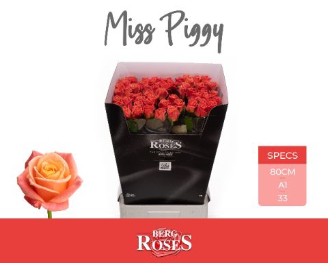<h4>R Gr Miss Piggy Berg</h4>