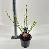 Hibiscus syriacus