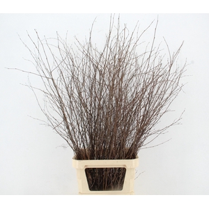 BETULA BS