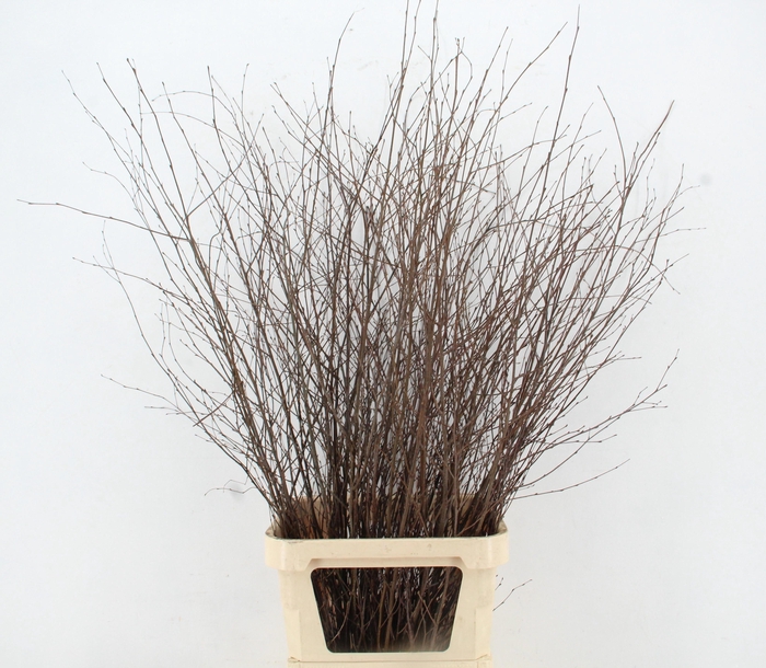 Betula Bs