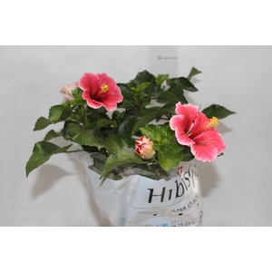 HIBISQS P17