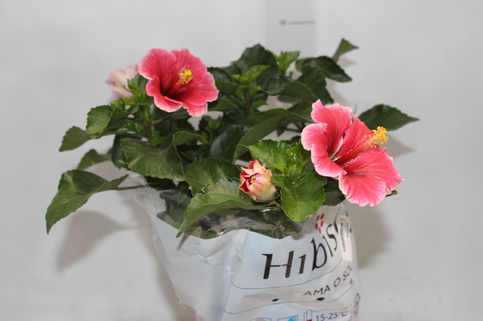 <h4>HIBISQS P17</h4>