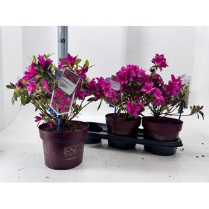 RHOD EV EN AUT MAJES