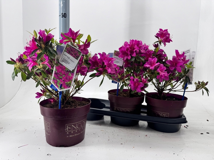 <h4>RHOD EV EN AUT MAJES</h4>