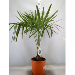 Trachycarpus fortunei