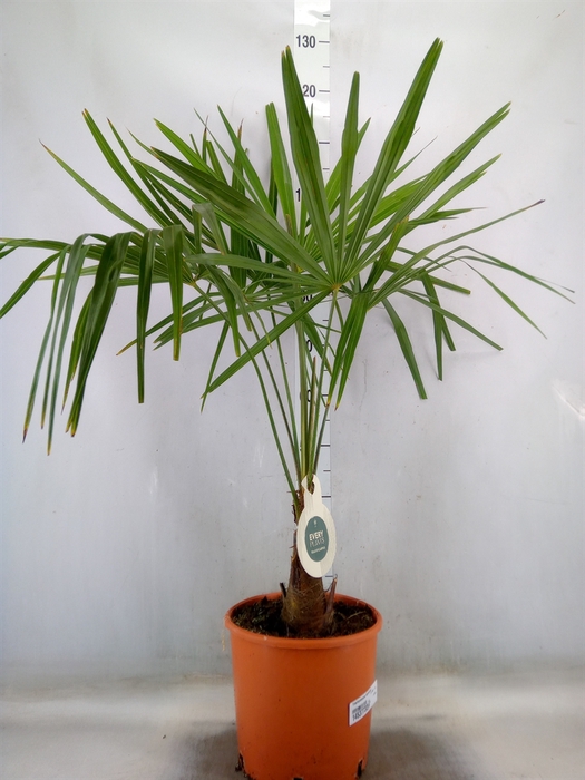 <h4>Trachycarpus fortunei</h4>