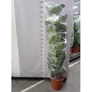 Ficus lyrata