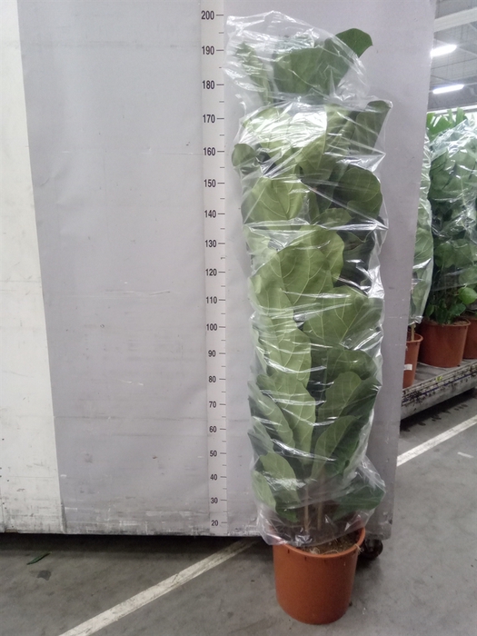 <h4>Ficus lyrata</h4>