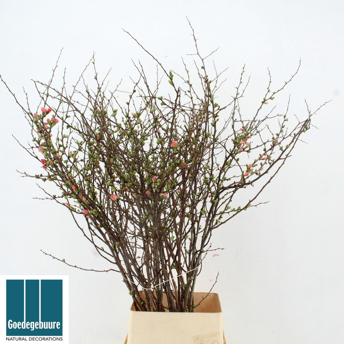 <h4>CHAENOMELES SUPERBA</h4>