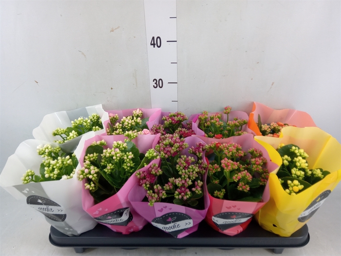 <h4>Kalanchoe blos.   ..rosebud rs fl 5</h4>