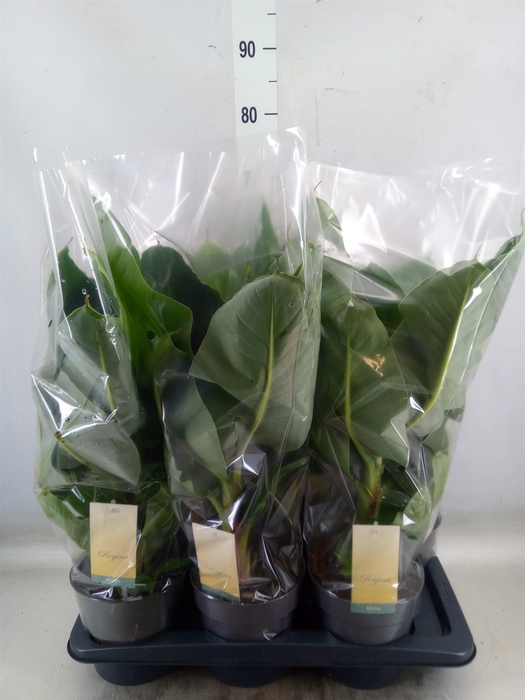 <h4>Musa  'Tropicana'</h4>