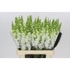 Antirrhinum Potomac White