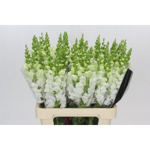 Antirrhinum Potomac White