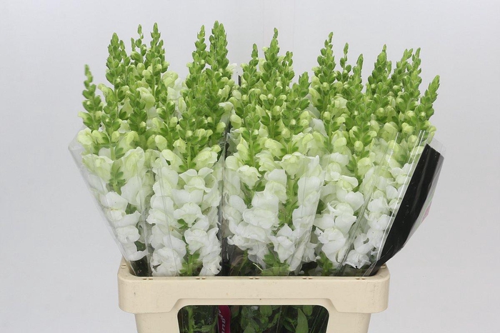 <h4>Antirrhinum Potomac White</h4>