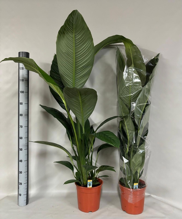 <h4>SPATH SENSATION</h4>