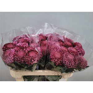 Chr G Bigoudi Purple