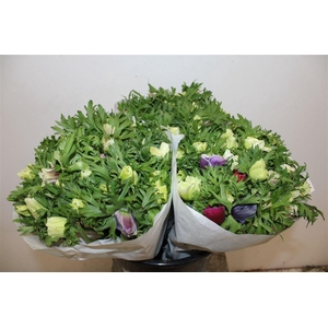 Anem Marianne Pastel Bicolor