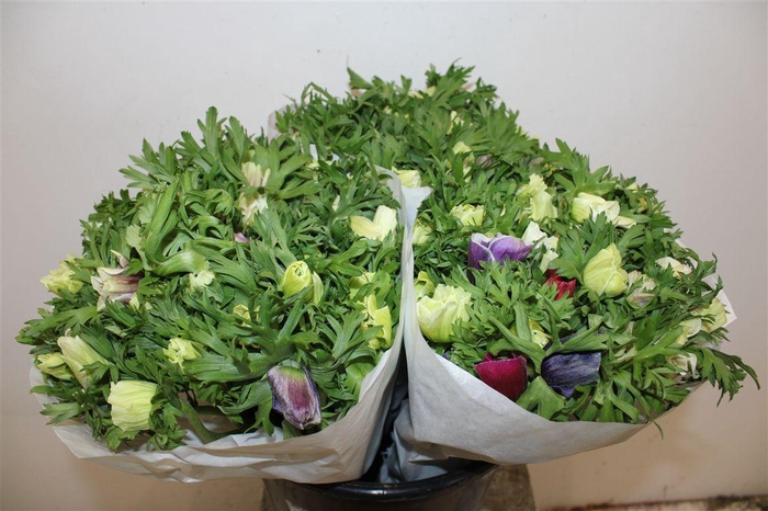 <h4>Anem Marianne Pastel Bicolor</h4>