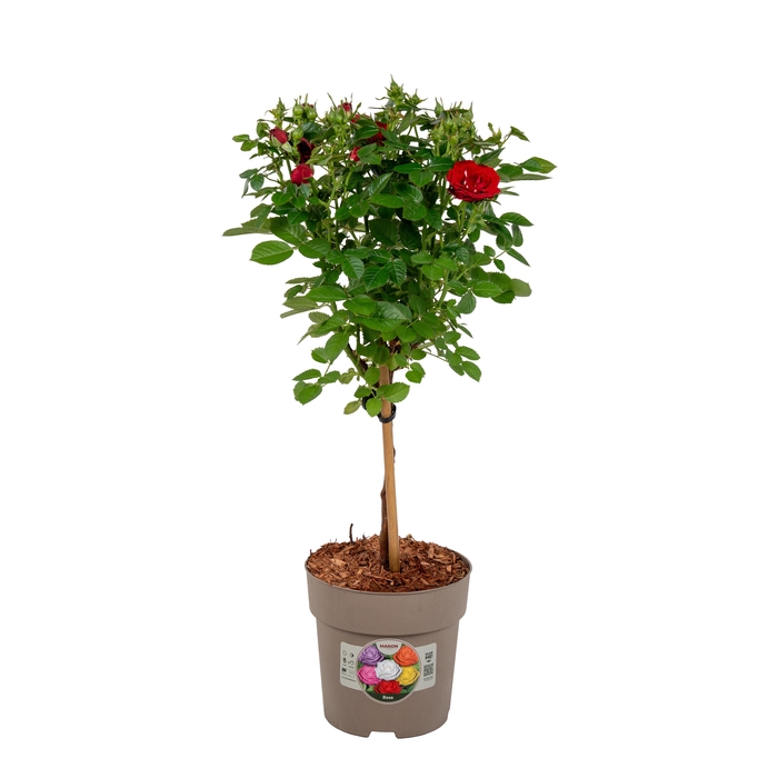 <h4>Stamrozen P15 Rood</h4>