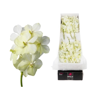 Vanda 12 tak Tayanee White