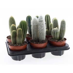 Cactus gemengd zuil CA12009