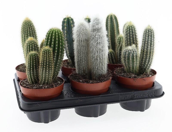 <h4>Cactus gemengd zuil CA12009</h4>