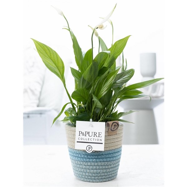 <h4>Spathiphyllum in P&PURE Fashionpot Valerie</h4>