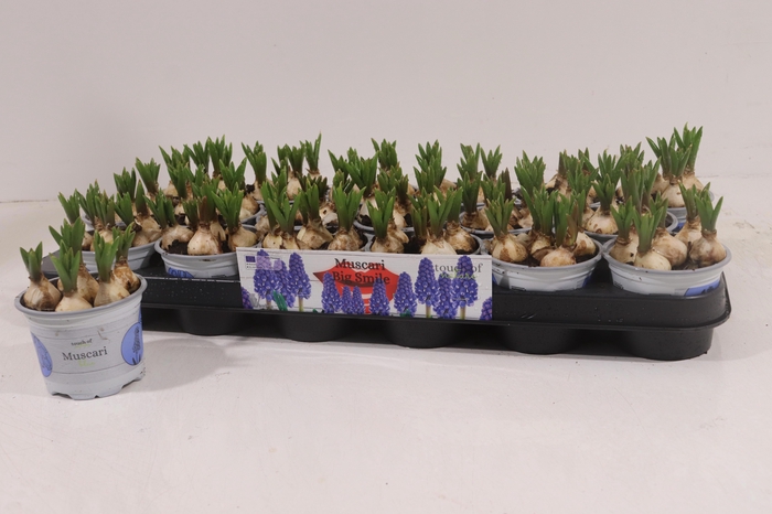 <h4>MUSCAR BIG SMILE</h4>