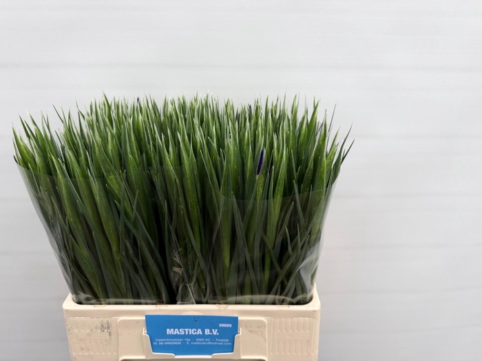 <h4>IRIS BLUE MAGIC</h4>