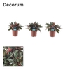 Peperomia Rocca Scuro