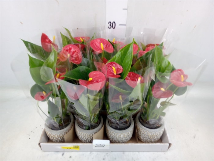 <h4>Anthurium  'Diamond Red'</h4>