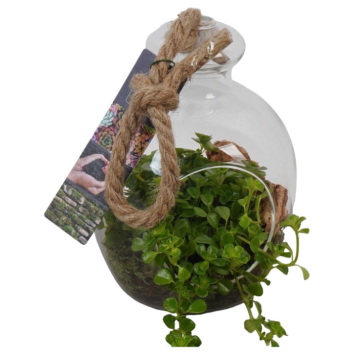 <h4>PTGIG2105 Arrangement Greens in glass in glazen terrarium</h4>