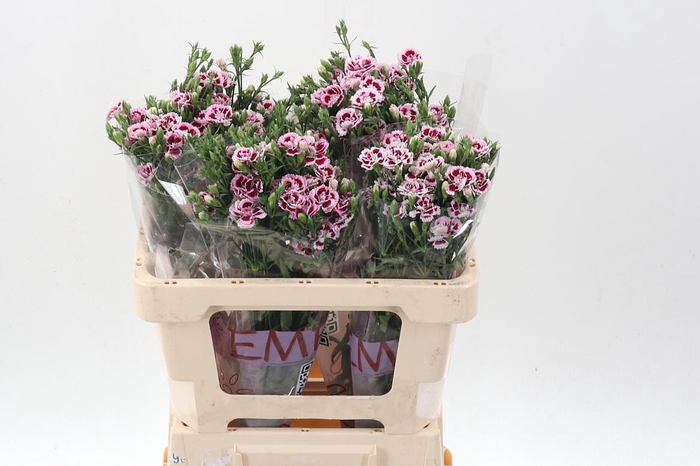 <h4>Di Raffine Saba</h4>