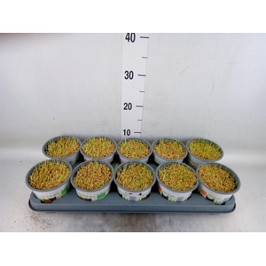 Hordeum sp.   ...kattegras zaai