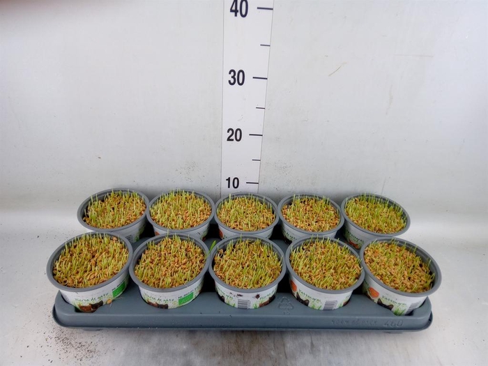 <h4>Hordeum sp.   ...kattegras zaai</h4>