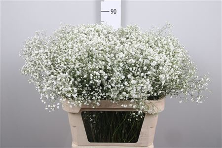 <h4>Gyps Pa Xlence (box)</h4>