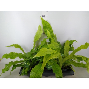 Microsorum musifolium 'Crocodyllus'