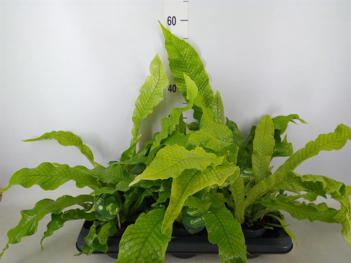 <h4>Microsorum musifolium 'Crocodyllus'</h4>