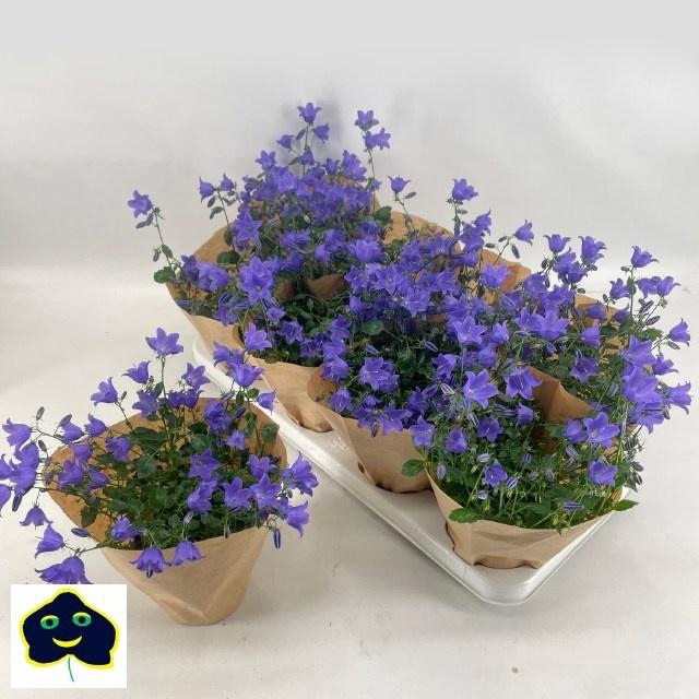 <h4>CAMP ST SPRING BELL</h4>