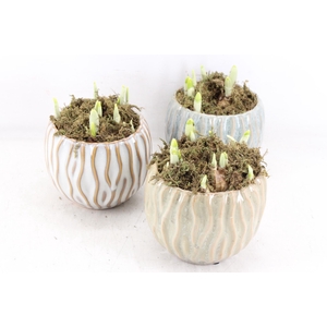 arr4 Narcis FL - Squiggle pot x5