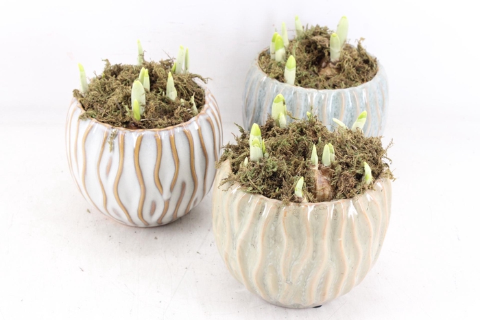 <h4>arr4 Narcis FL - Squiggle pot x5</h4>