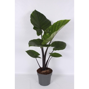 Alocasia Dark Star 24cm