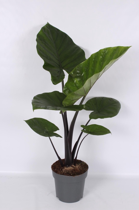 <h4>Alocasia Dark Star 32cm</h4>