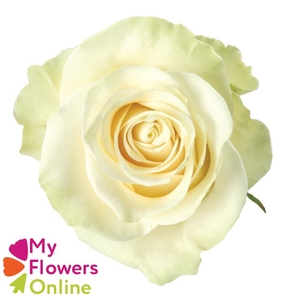 R Gr Mondial White 60cm CO