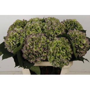 Hydrangea Macr Verena Blue Classic