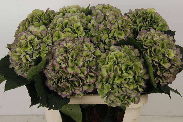 <h4>Hydrangea Macr Verena Blue Classic</h4>