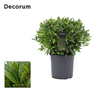 Laurus nobilis Bol zonder stam