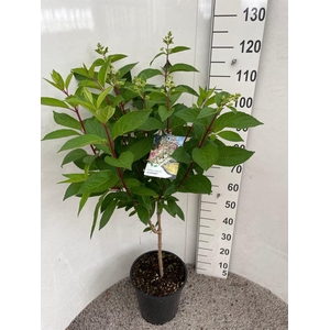 HYDR PANICULATA